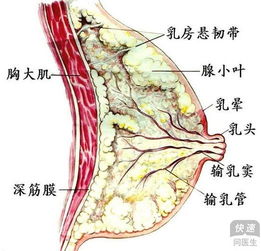 乳腺增生最佳治疗方法 1