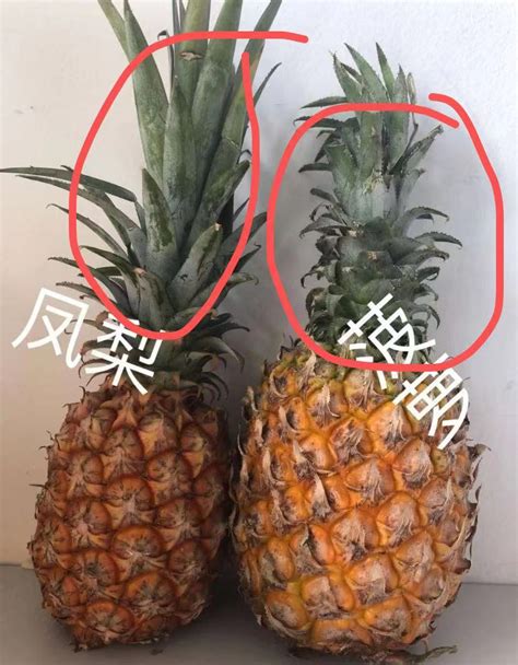 菠萝与凤梨：同一果实的奇妙双重身份？ 2