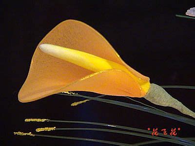 如何制作丝网花基本教程中的马蹄莲？ 1