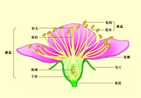 揭秘花朵的秘密：花萼与花冠的奇妙角色 3