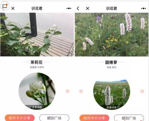 微信中轻松识花：掌握“识花君”的绝妙技巧 1