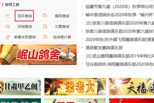如何快速查询信鸽足环号对应的比赛成绩 1