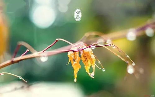 白露时节玄鸟归，你能猜出玄鸟究竟是哪种神秘鸟类吗？ 4