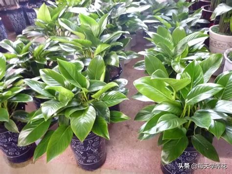 高效金钻植物养护技巧与指南 1