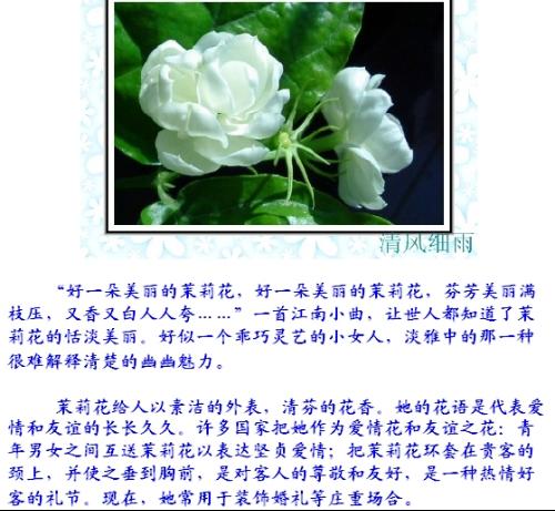 揭秘！茉莉花背后藏着怎样的花语深意？ 3