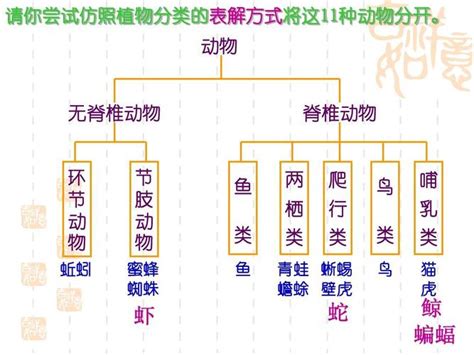 动物分类的几种主要方法 1