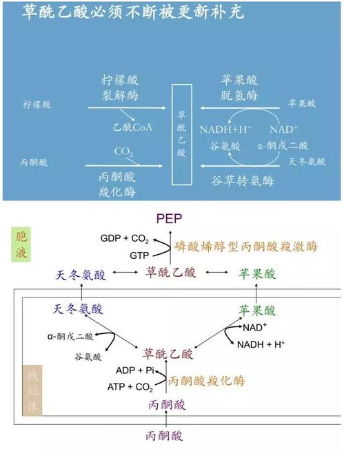 丙酮酸有哪些作用？ 2