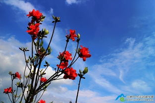 永州阳明山一日游攻略该怎么制定？ 4