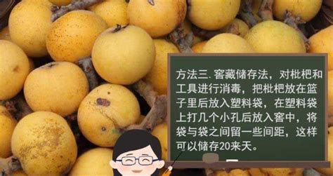 如何长时间储存枇杷 2