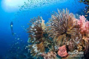 揭秘神奇海洋8.1：龙涎香的神秘海洋生物来源！ 2