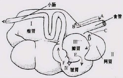 轻松学会！一步一步画出超萌小牛 2