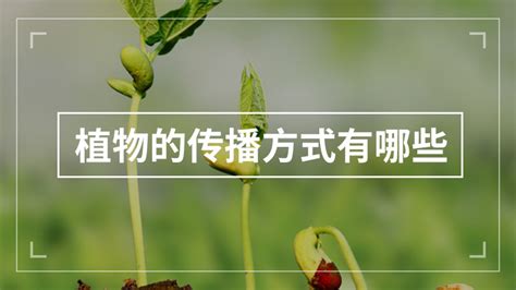 五种植物种子传播方式的概述 3