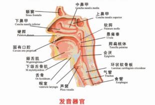 如何训练以准确发出翘舌音 2