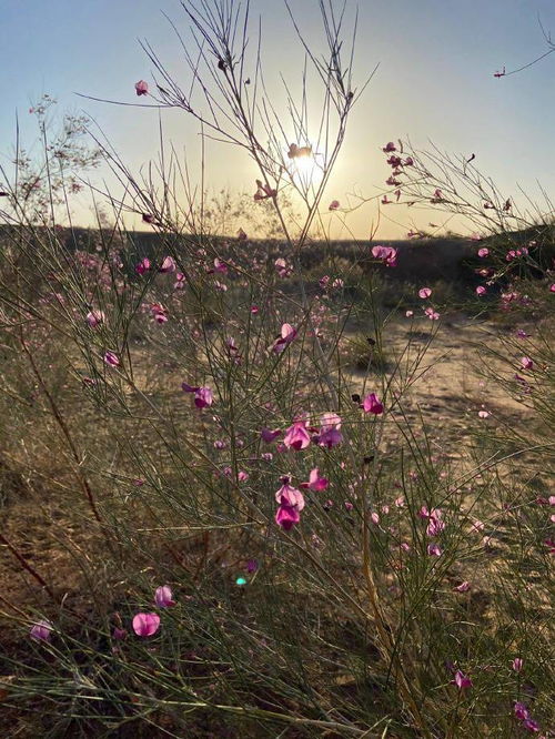 早春花卉揭秘：哪种花被誉为'望春花'？ 4