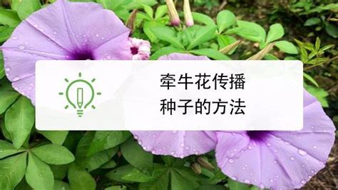 揭秘植物播种的奇妙旅程：多种传播方式大揭秘 2