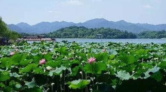 探秘六月西湖绝美风光：莲叶接天碧无垠，映日荷花别样红，错过等一年！ 2