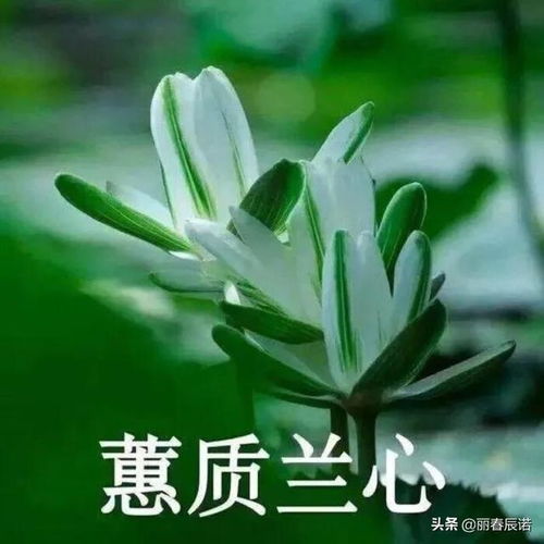 探寻“蕙质兰心”的深层含义：何为真正的优雅与内涵？ 1