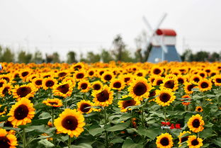 揭秘！蚂蚁庄园里的'夏季第一花'是哪一种花？ 2