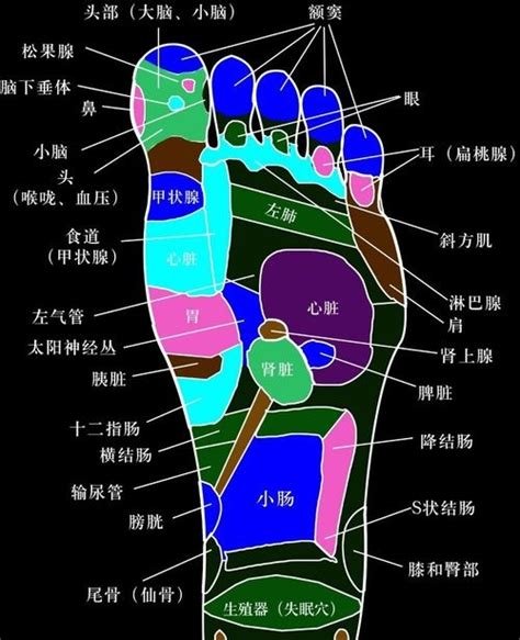 揭秘！一张图带你深入了解脚底穴位全解析，点击解锁健康秘密 2