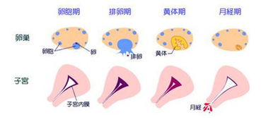 揭秘！月经与怀孕的八大显著区别，你必须知道 1