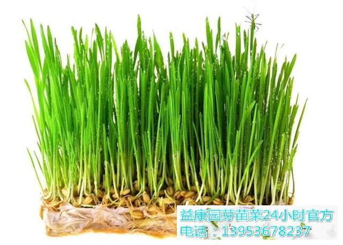 绿豆芽苗种植指南 1