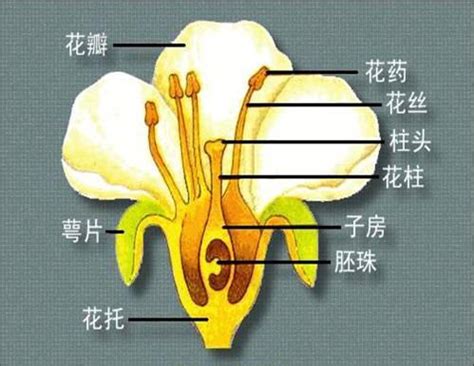 揭秘花朵的秘密：花萼与花冠的奇妙角色 1