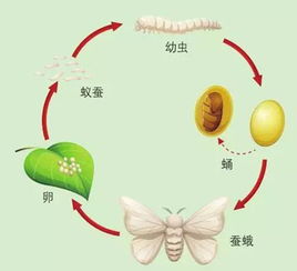 揭秘：蚕宝宝的孵化全过程，带你见证生命的奇迹！ 1