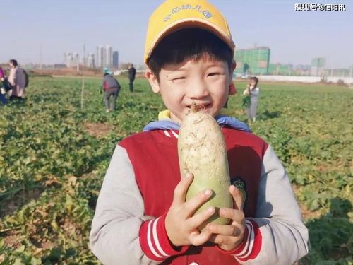 简单易学的拔萝卜烹饪方法 1