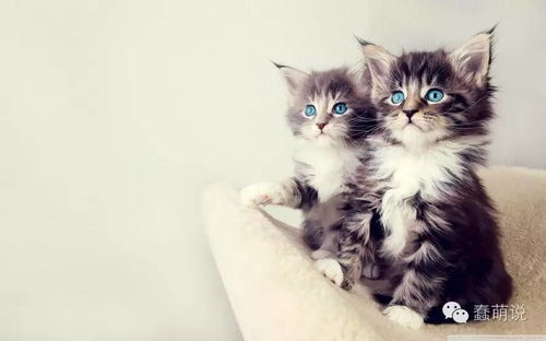萌宠小奶猫超治愈视频大合集 4