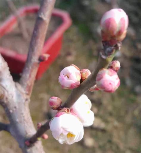 花中四君子究竟是哪四种花呢？ 1