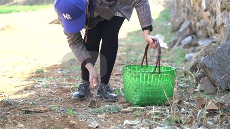 山间挖野菜秘籍：轻松学会采摘技巧 3