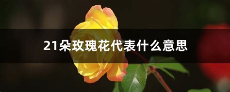 揭秘：21朵玫瑰花的浪漫寓意是什么？ 4