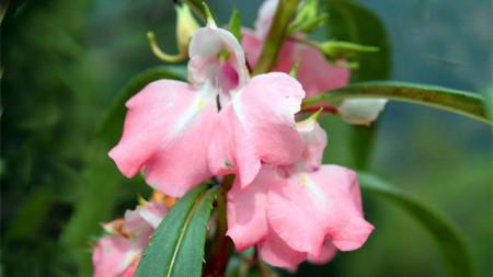 打造绚烂花园：轻松掌握凤仙花种植全步骤 1