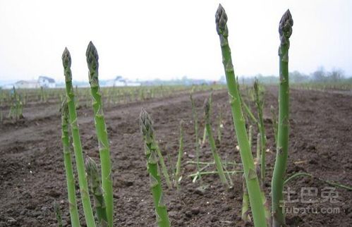 芦笋应该如何种植？种植芦笋的步骤和技巧有哪些？ 3