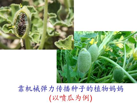 揭秘：植物传播种子的神奇方式 2