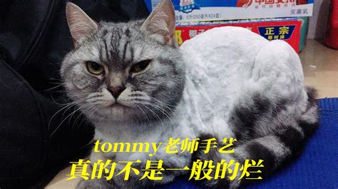 小猫咪经典视频集锦有哪些？ 3