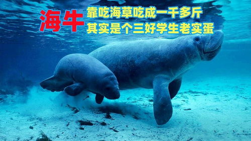揭秘：海洋中的“海牛”与哪种神秘动物竟是近亲？ 1
