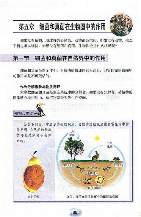 揭秘：细菌在自然界中的神奇作用 4