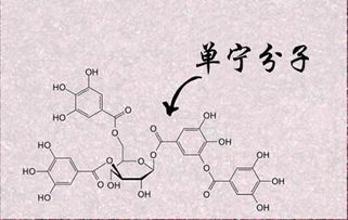 揭秘：单宁——这个神秘成分究竟是什么？ 4