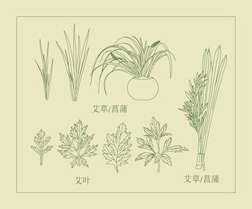 艾草菖蒲简易线条画教程 3