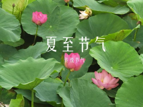 夏至时节必尝美食推荐 1