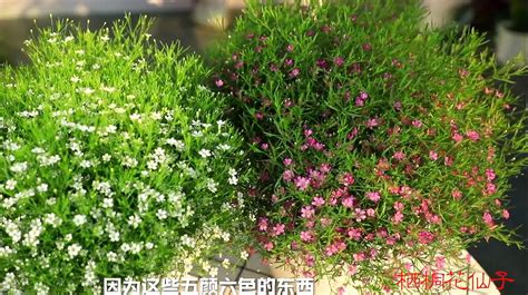 满天星养护秘籍：轻松打造璀璨花海 1