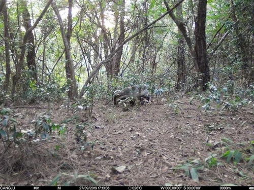 揭秘：猹——这个神秘生物究竟是什么？ 1