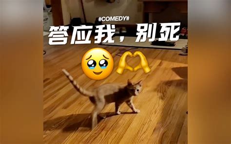 萌宠小猫咪精彩瞬间大集锦 2