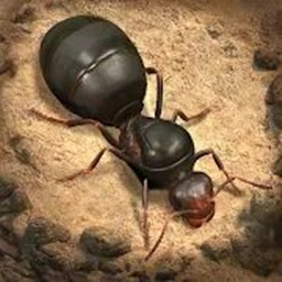 荒野蚂蚁模拟 v1.2