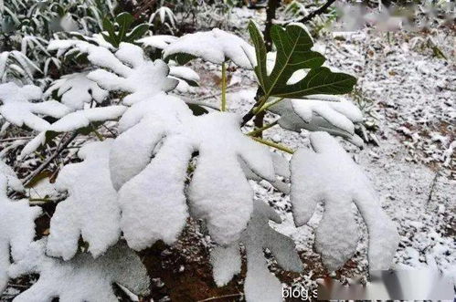 冬季雪封草地，哪种植物成了动物的“生命稻草”？ 4