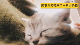 萌宠日常：小奶猫可爱瞬间合集 1