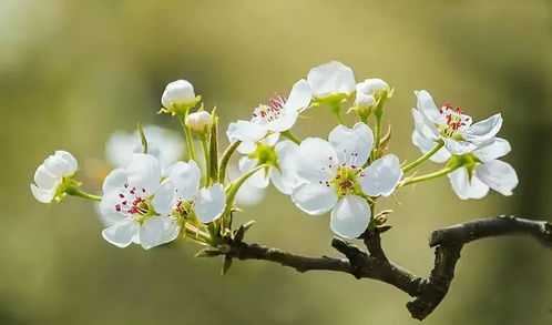 如何打理梨花？ 1