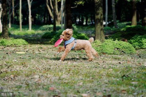 如何训练狗狗正确接飞盘的方法及步骤是什么？ 1