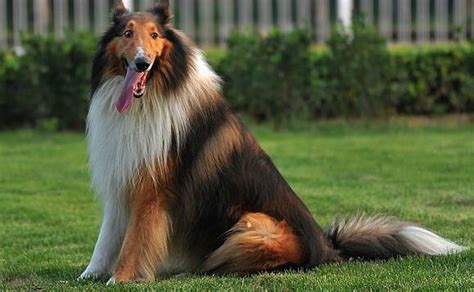 打造聪明听话的伴侣：高效训练边境牧羊犬秘籍 1